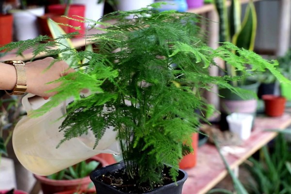 在家怎么养文竹,将它放在一个比较通风的位置