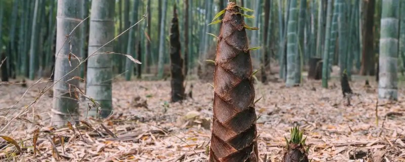 竹笋的生长季节，主要是在春夏两季