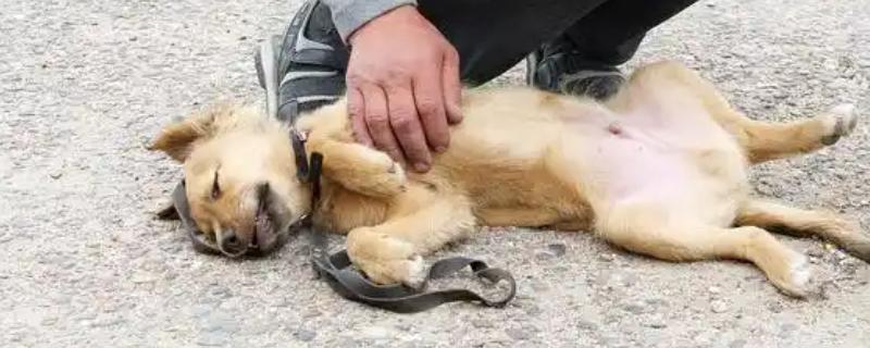 狗狗为什么假咬主人，可能是想磨牙、过度兴奋等因素所致