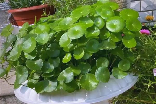 铜钱草的养殖方法,繁殖方式通常以分株和播种为主
