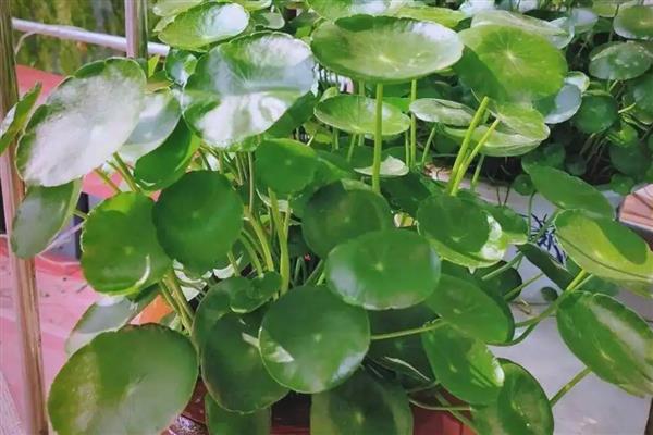铜钱草的养殖方法,繁殖方式通常以分株和播种为主