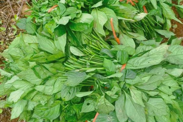 板蓝根植物的外形特点,直径通常在5-8毫米之间