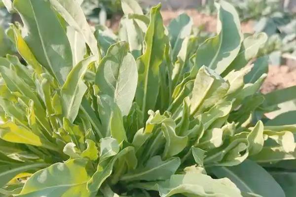 板蓝根植物的外形特点,直径通常在5-8毫米之间