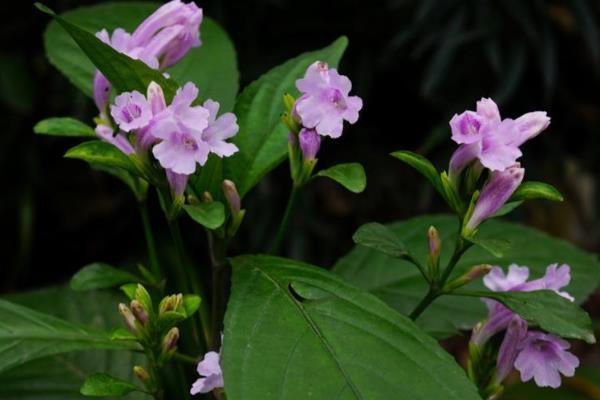 板蓝根植物的外形特点,直径通常在5-8毫米之间