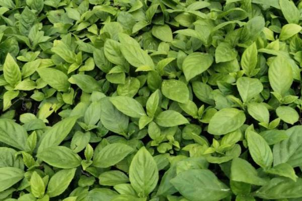 板蓝根植物的外形特点,直径通常在5-8毫米之间