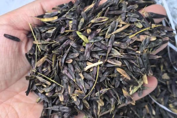 板蓝根植物的外形特点,直径通常在5-8毫米之间