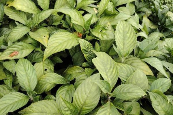 板蓝根植物的外形特点,直径通常在5-8毫米之间