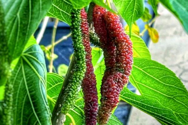 长果桑预防落果的方法,剪除长势弱、过度密集的果实