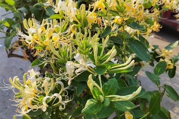金银花被称为忍冬花的原因,叶片在冬天也不会枯萎凋谢