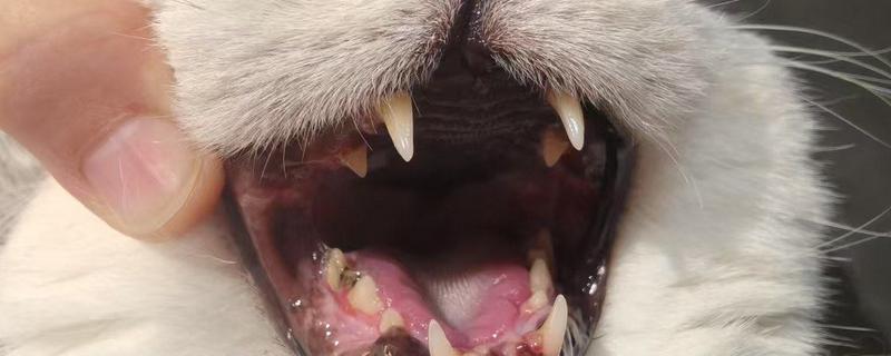 猫口腔炎可以自愈吗，一般难以自愈