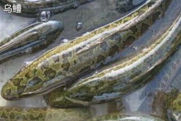 黑鱼是不是淡水鱼,主要生活在江河、湖泊等淡水水域中