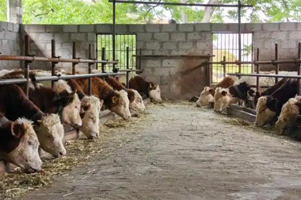 头产牛几个月乳房会膨胀,在怀孕3-4个月之后