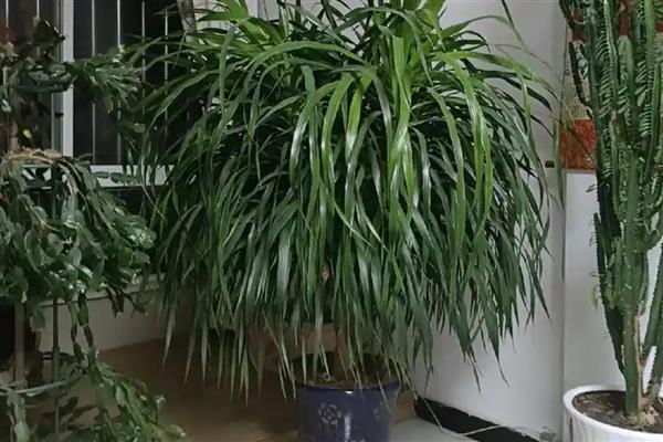 龙须树叶子冻得耷拉着如何挽救,发黑萎蔫叶片全部剪掉