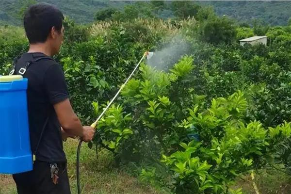 喷施叶面肥有哪些注意事项，需要合理控制浓度