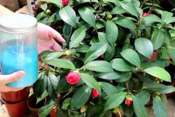 怎么养殖茶树花，适合生长在湿润度高的土壤中
