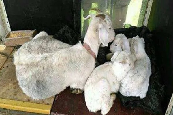 羊不能长期圈养的原因，运动量不足会导致消化功能下降