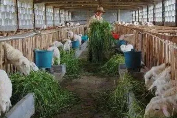 羊不能长期圈养的原因，运动量不足会导致消化功能下降