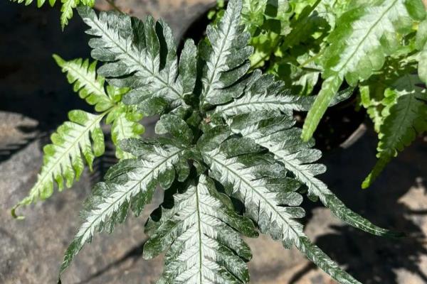 凤尾蕨有什么作用,具有食用价值、药用价值等