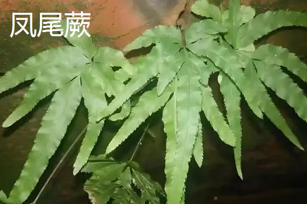 凤尾蕨有什么作用,具有食用价值、药用价值等