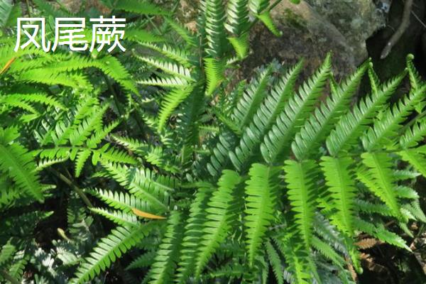凤尾蕨有什么作用,具有食用价值、药用价值等