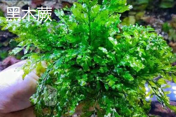 凤尾蕨有什么作用,具有食用价值、药用价值等