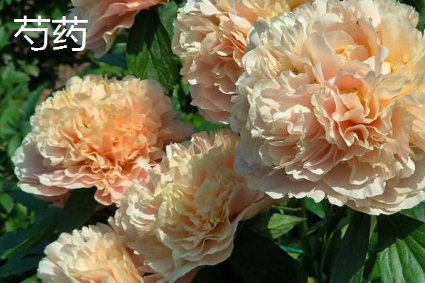 芍药与牡丹月季的区别，花期和科属均不同