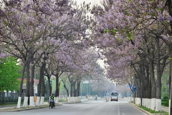 紫花泡桐可以作为行道树吗，能作为行道树