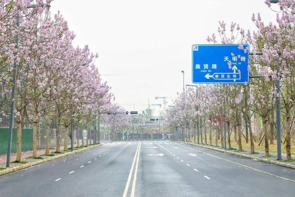 紫花泡桐可以作为行道树吗，能作为行道树