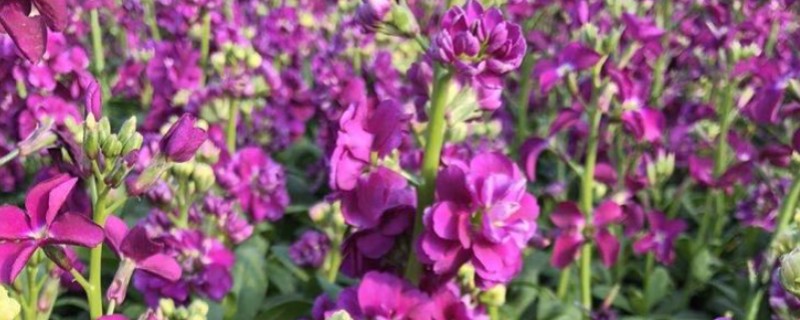 紫罗兰的品种，可以按花期、园艺品种等区分