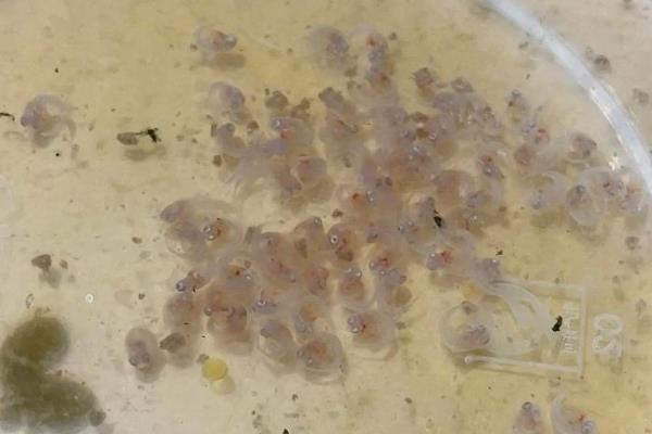 鱼怎么繁殖,可卵生、卵胎生等