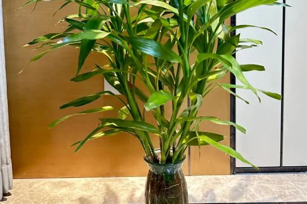 哪些绿植很耐寒，常见金边瑞香、郁金香等品种