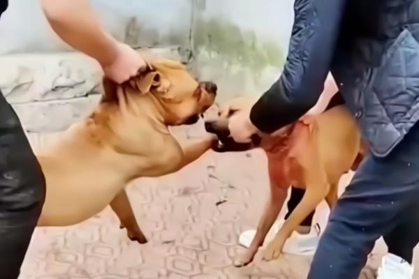 狗狗为什么假咬主人,可能是想磨牙、过度兴奋等因素所致