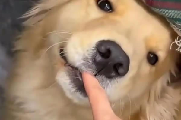 狗狗为什么假咬主人,可能是想磨牙、过度兴奋等因素所致