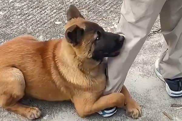 狗狗为什么假咬主人,可能是想磨牙、过度兴奋等因素所致