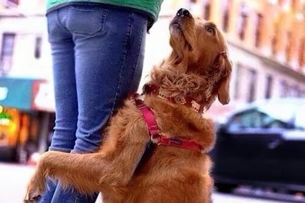狗狗为什么假咬主人,可能是想磨牙、过度兴奋等因素所致