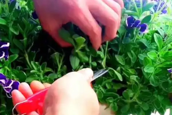 矮牵牛可以活几年,能活一到三年