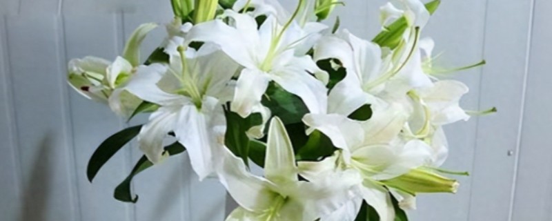百合水养放多少水，要让切面浸入水中