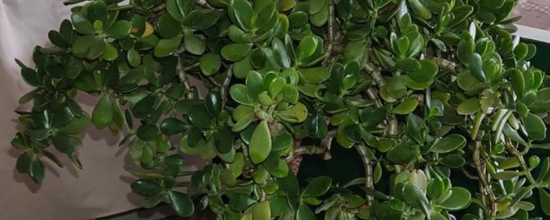 玉树怎样养才可以长得快，适宜的生长温度在20-30℃