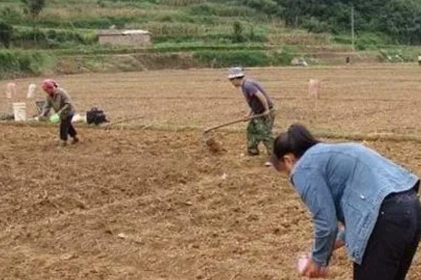 胡萝卜的种植方法,可以在2月或7月进行栽种