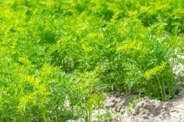 胡萝卜的种植方法,可以在2月或7月进行栽种