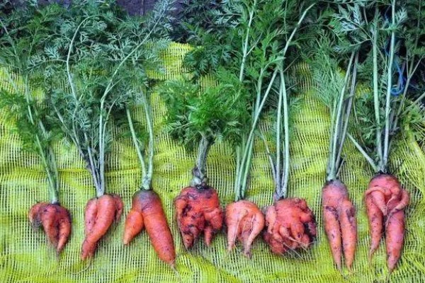 胡萝卜的种植方法,可以在2月或7月进行栽种