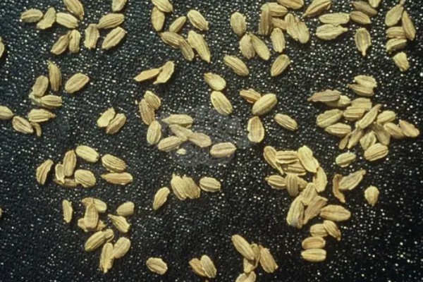 胡萝卜的种植方法,可以在2月或7月进行栽种