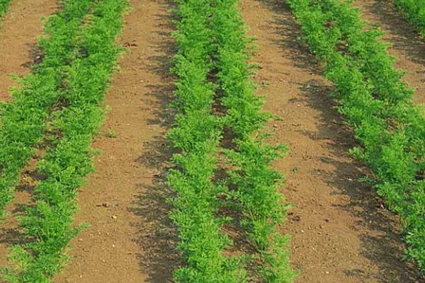 胡萝卜的种植方法,可以在2月或7月进行栽种