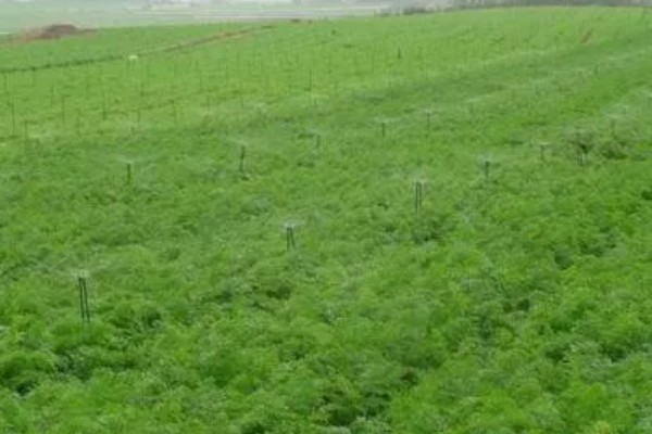 胡萝卜的种植方法,可以在2月或7月进行栽种