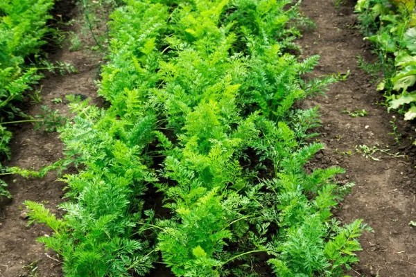 胡萝卜的种植方法,可以在2月或7月进行栽种