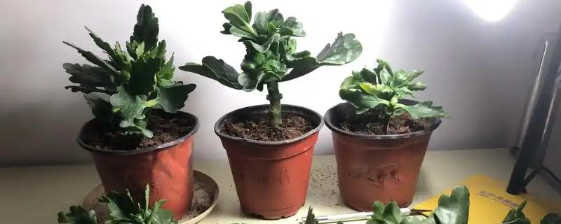长寿花长得细高怎么处理，需要给其进行修剪