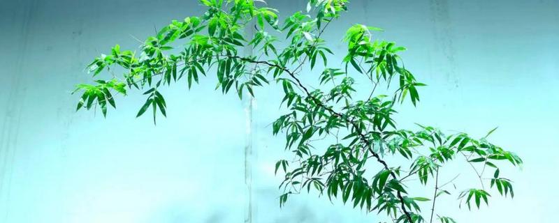 小叶簕竹的种植方法,选择中性或酸性砂质土壤种植