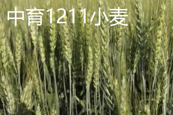 中育1123小麦的简介，生长周期为217天左右