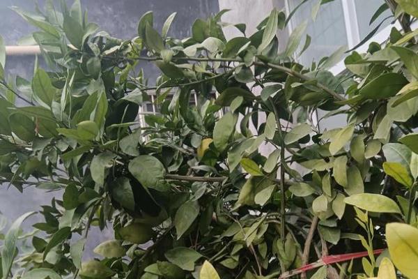 橘子树不结果的原因，可能是养分不足或缺少硼元素