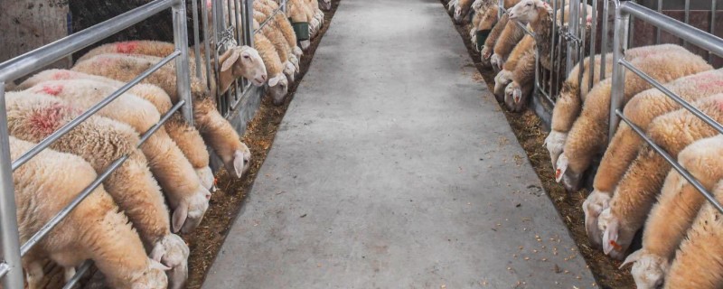 羊不能长期圈养的原因，运动量不足会导致消化功能下降
